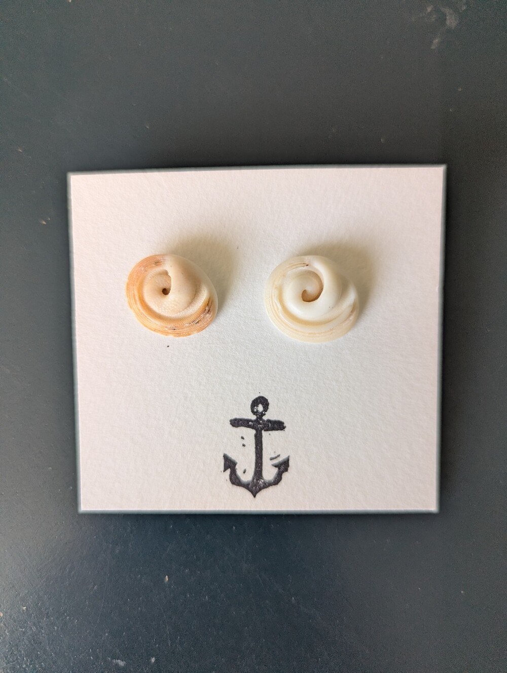 Opercula Cat's Eye Shiva Shell Earrings